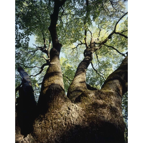 California, Cuyamaca Rancho SP A live oak tree